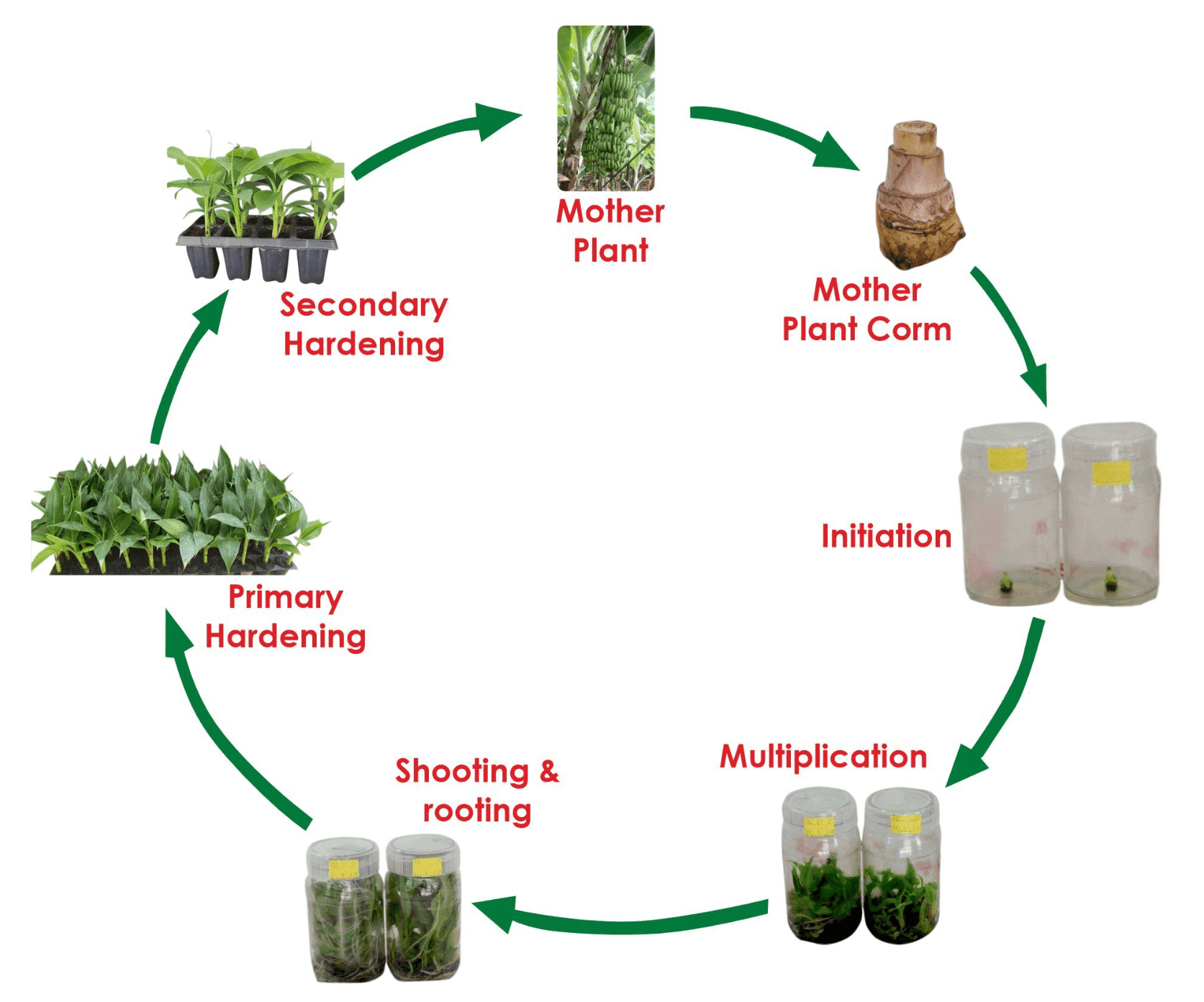 Ajeet Seeds Tissue Culture